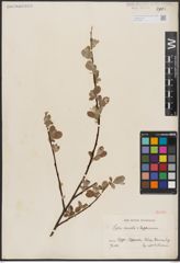Foto von Salix aurita L. x Salix lapponum L.